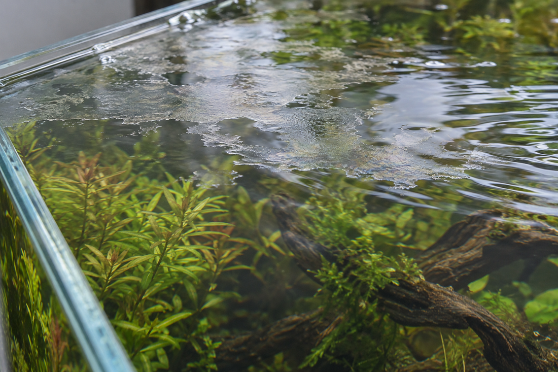 水草水槽の水面に浮かぶ薄い油膜の説明用イメージ