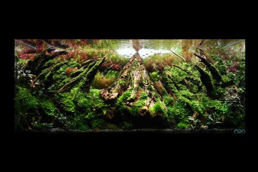 水草と流木が中央の奥へ続く水草レイアウト