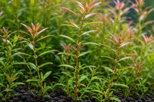 有茎草の茎と葉の間隔を観察するためのイメージ