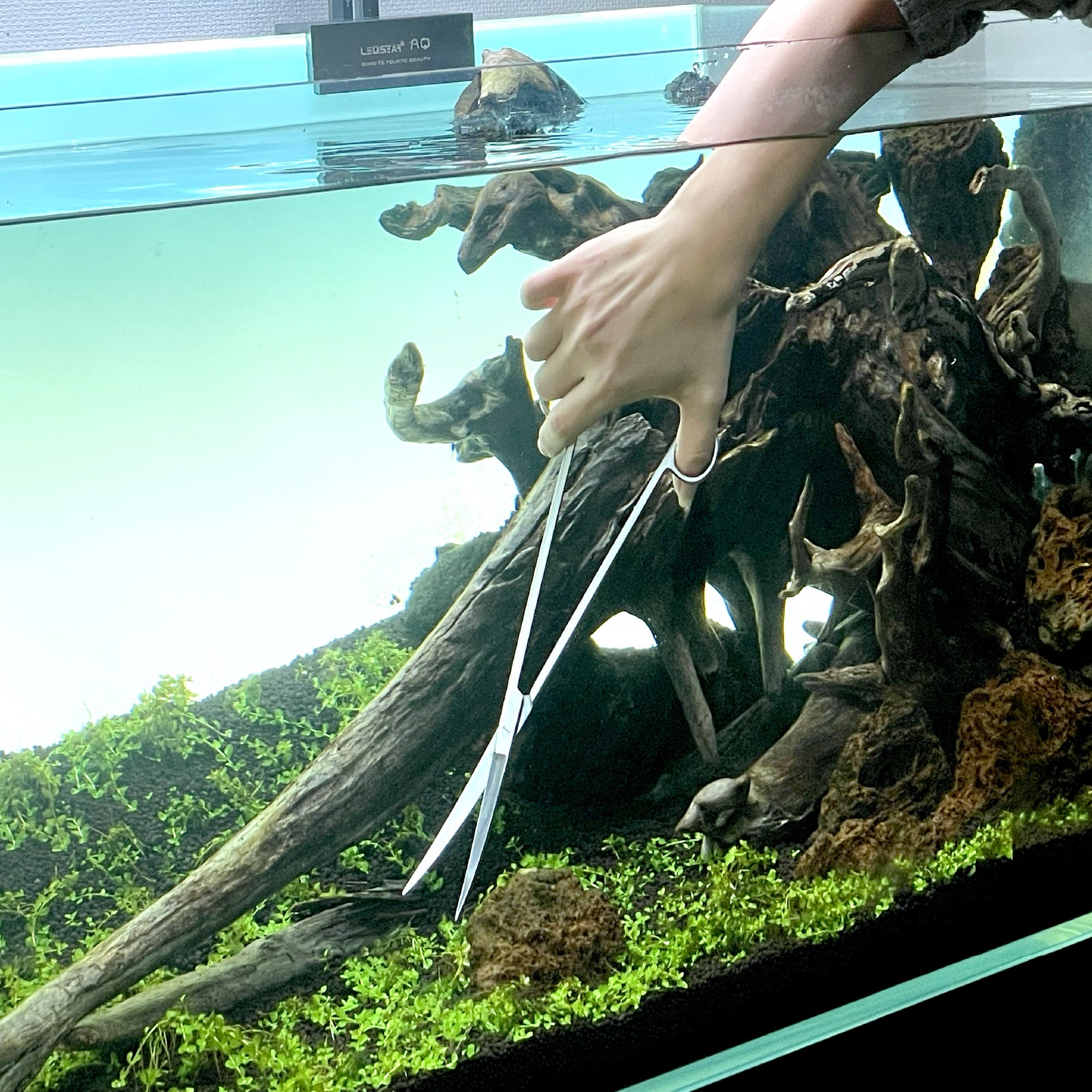 水槽 timtamtom hqdefault.jpg