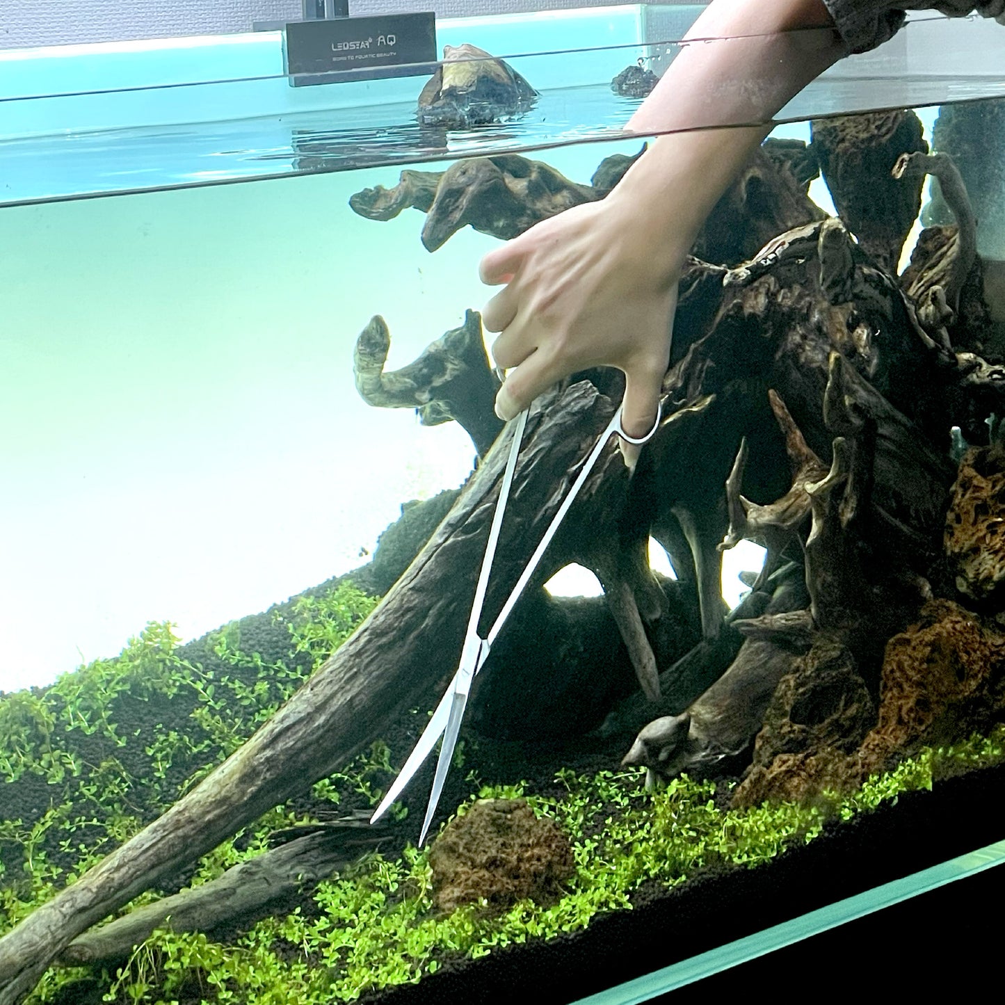 LEDSTAR 水草 トリミング ハサミ アクアリウム テラリウム メンテナンス 水槽 オールステンレス プロ仕様 ツール Tony