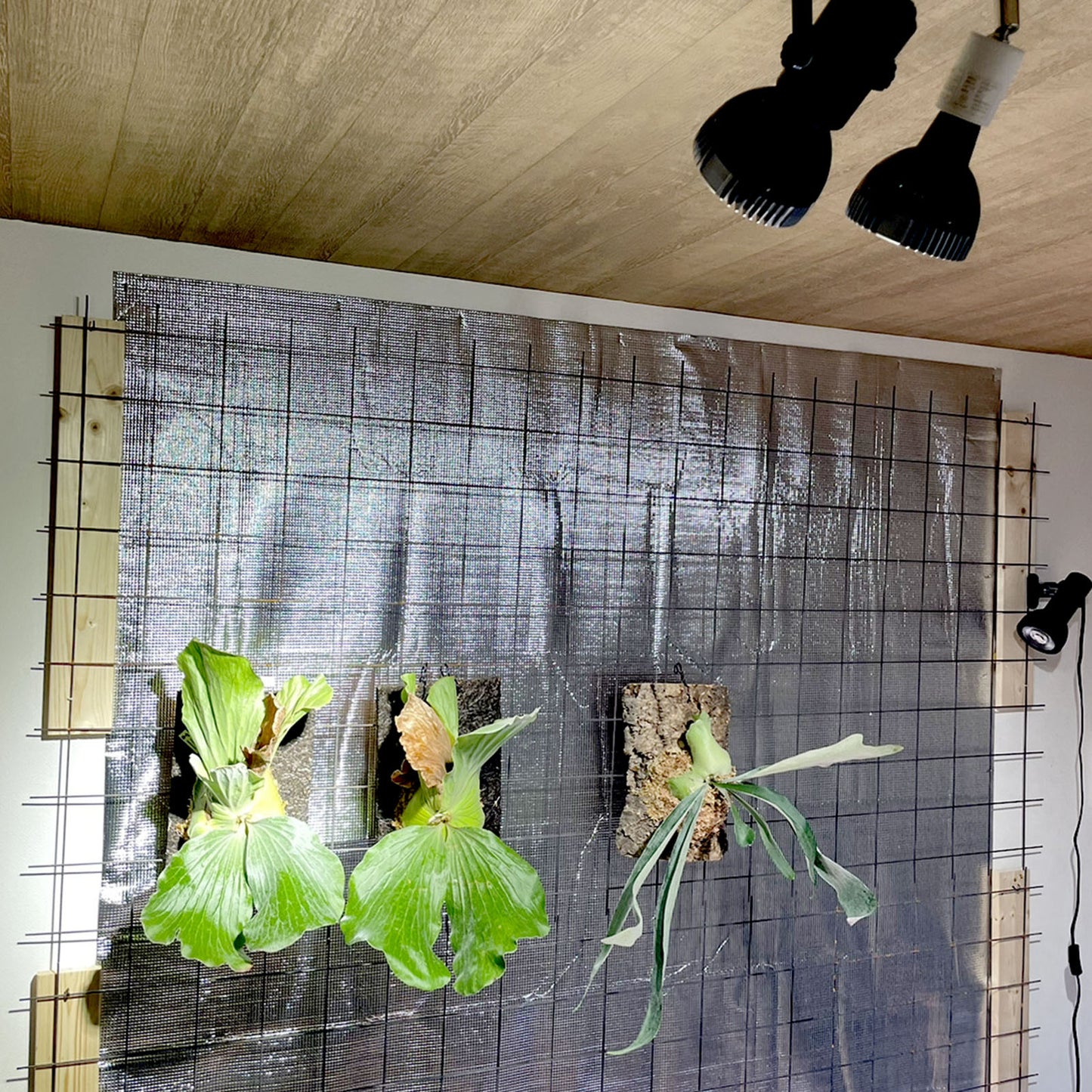 LEDSTAR P33 LEDライト 植物育成ライト 高PPFD 植物用 アガベ 冷却ファン内臓 オスラム社 PSE認証 技適認証済 正規代理店 観葉植物 ライト ledstar 5800K