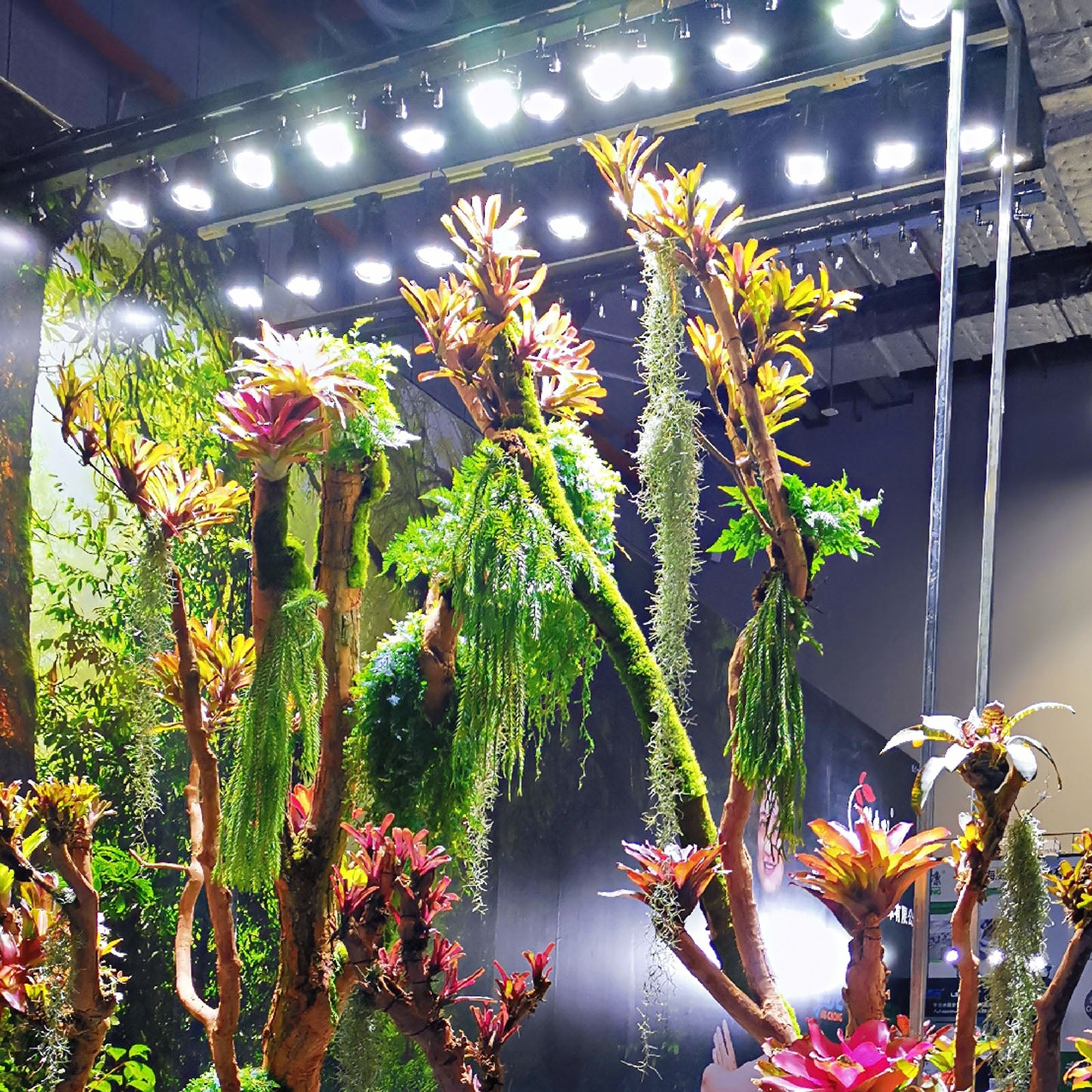LEDSTAR P33 LEDライト 植物育成ライト 高PPFD 植物用 アガベ